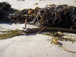seaweed
